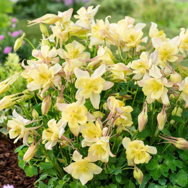 Earlybird™ Yellow Columbine