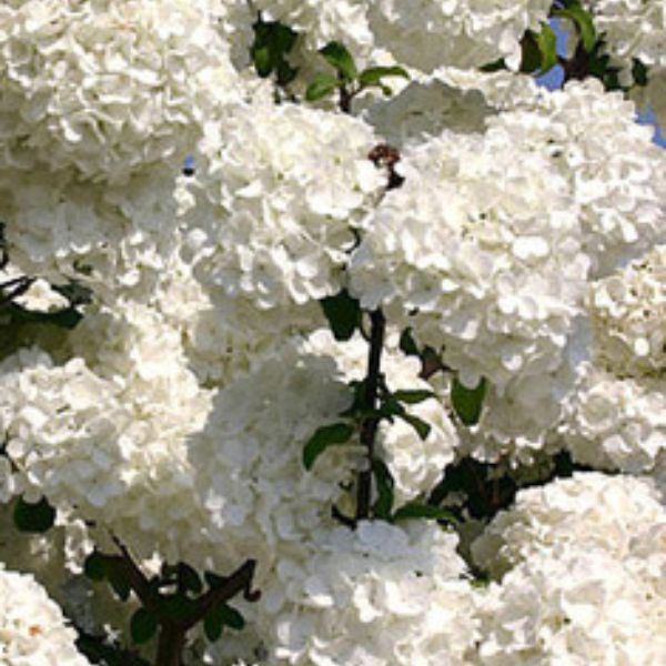 Chinese Snowball Viburnum