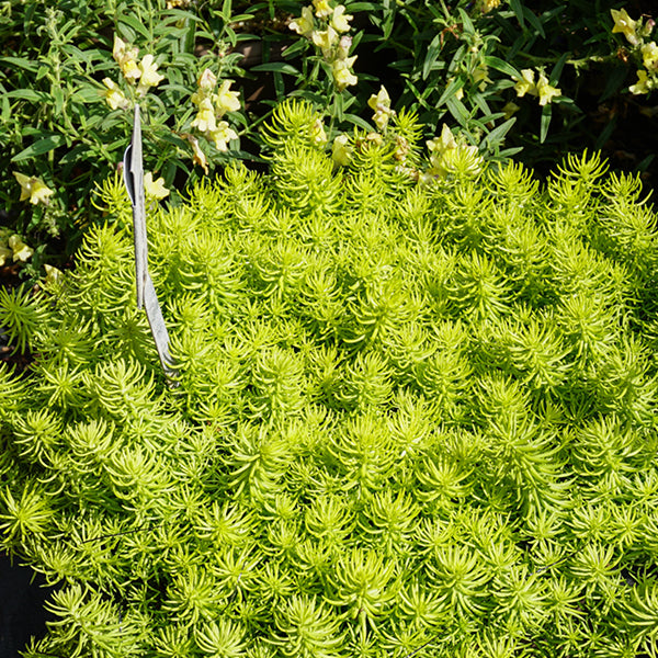 Prima Angelia Sedum