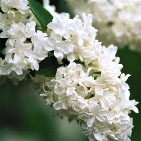 white Lilac