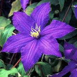 Rhapsody Clematis