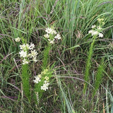 Whorled Milkweed