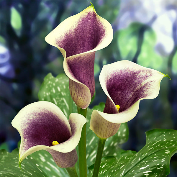 Picasso Calla Lily