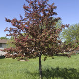 Profusion Crabapple