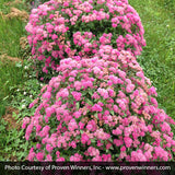 Double Play&reg; Pink Spirea