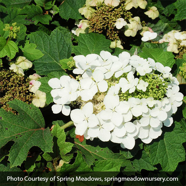 Sikes Dwarf Oakleaf Hydrangea