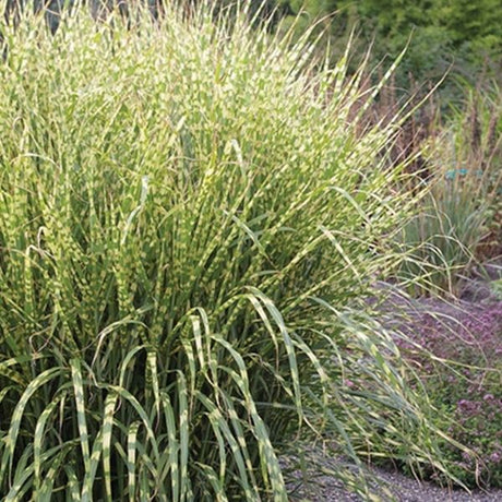 Gold Breeze Miscanthus Grass