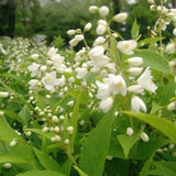 Nikko Slender Deutzia