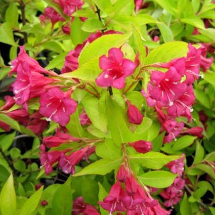 Rubidor Weigela