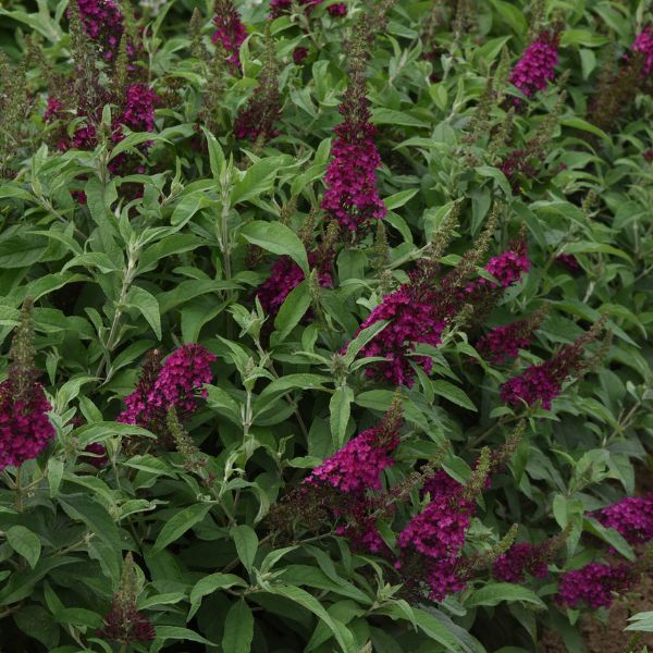 Chrysalis&trade; Cranberry Butterfly Bush