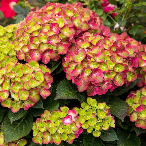 Tilt-A-Swirl&reg; Hydrangea