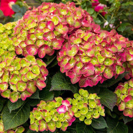 Tilt-A-Swirl&reg; Hydrangea