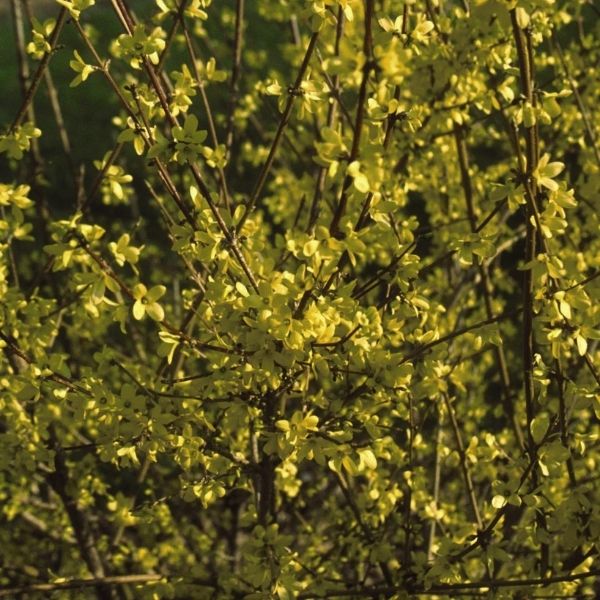 Sunrise Forsythia