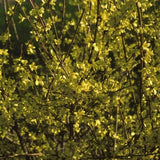 Sunrise Forsythia