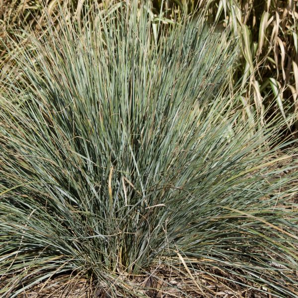 Blue Oat Grass