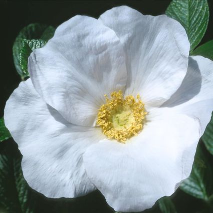 White Rugosa Rose