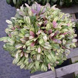 Dixie Chip Ajuga