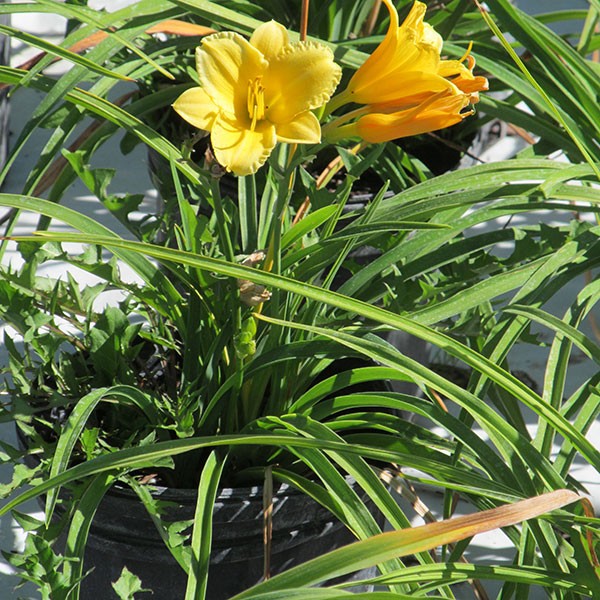 Mini Stella Daylily