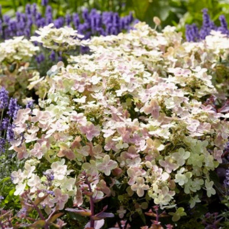 Early Evolution® Panicle Hydrangea