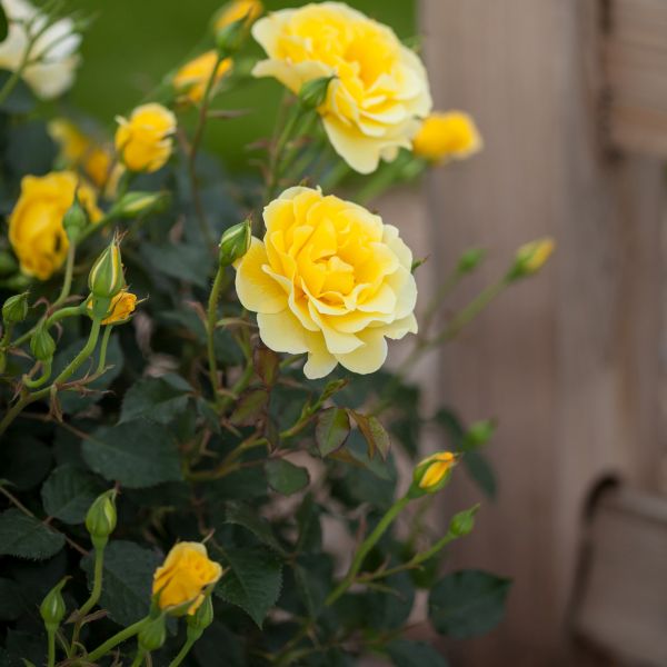 Easy Elegance&reg; Yellow Submarine Rose