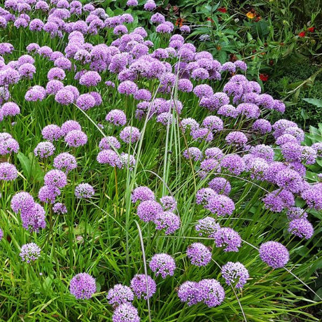 Rosy Dream Allium