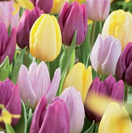 Sweet Tutti Frutti Tulip Mix