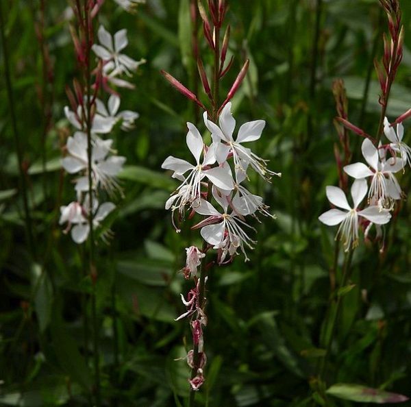 Whirling Butterflies Wandflower