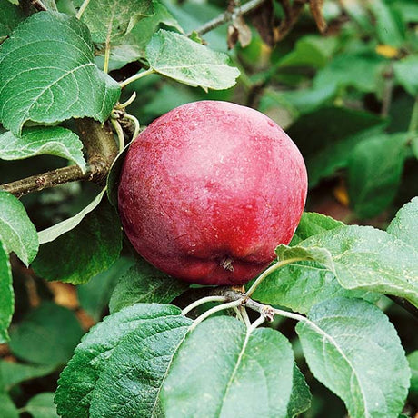 USDA Organic Liberty Apple