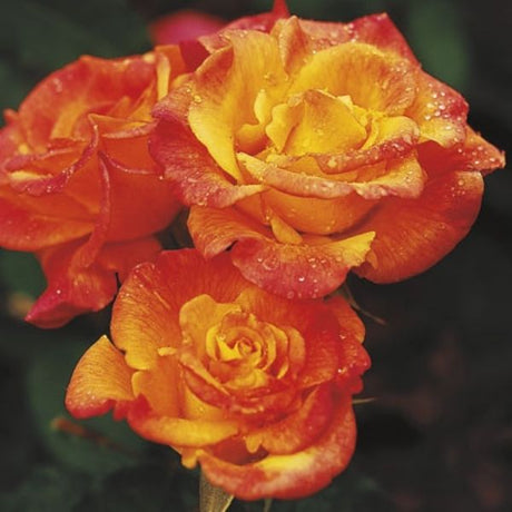 Rio Samba&trade; Hybrid Tea Rose