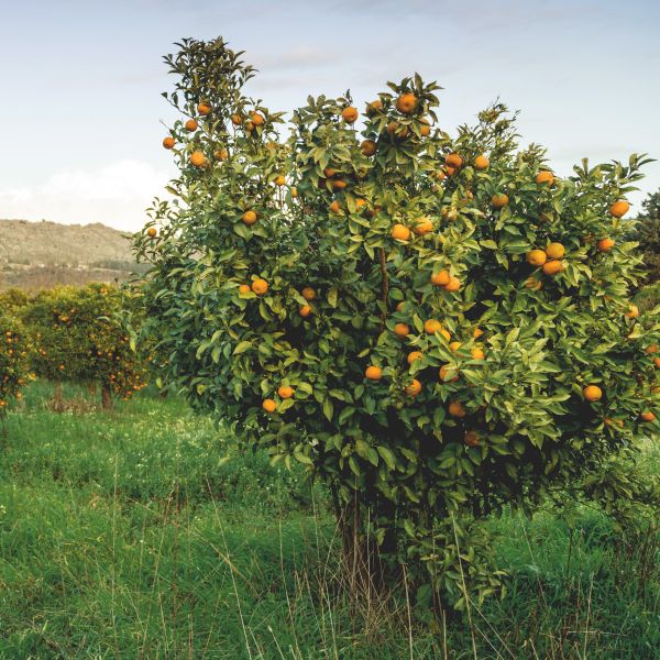 Kishu Mandarin Tree