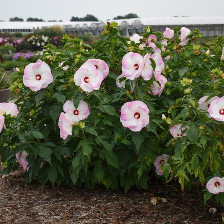 Proven Winners® Summerific® Ballet Slippers Rose of Sharon