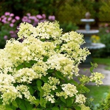 Bombshell Panicle Hydrangea