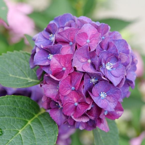 Proven Winners&reg; Wee Bit Grumpy&reg; Hydrangea