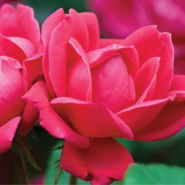 Red Double Knock Out&reg; Rose