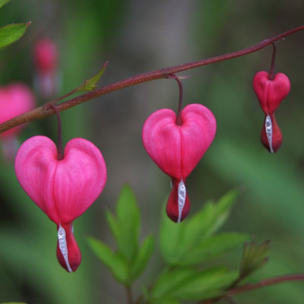 Luxuriant  Bleeding Heart