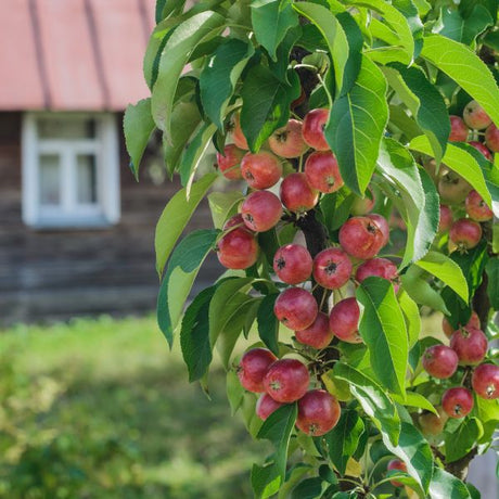 Scarlet Sentinel Columnar Apple Tree