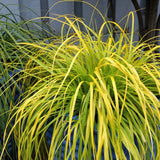 Evercolor&reg; Everillo Carex