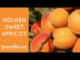 Golden Sweet Apricot Tree