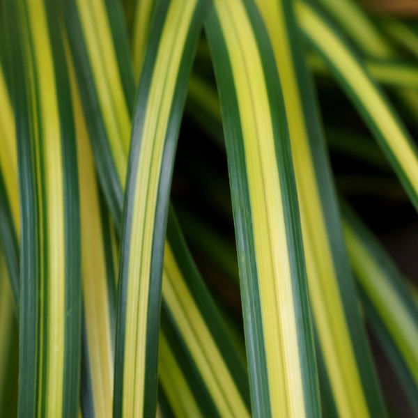 Evercolor&reg; Eversheen Carex