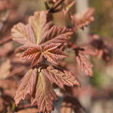 Paperbark Maple