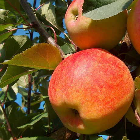 Gravenstein Apple Tree