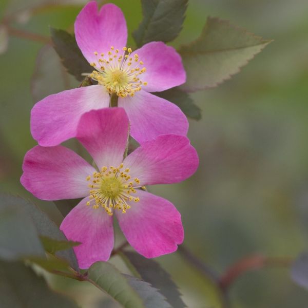 Redleaf Rose