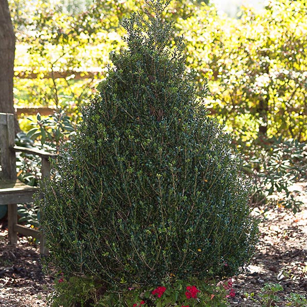 Patti O Box&reg; Japanese Holly