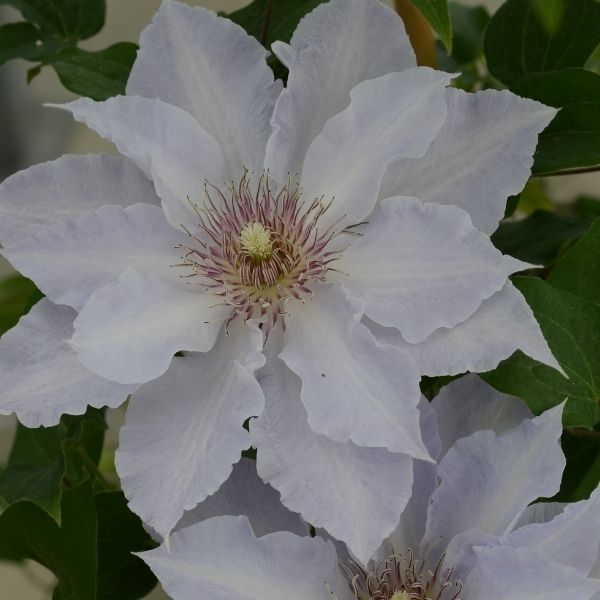 Boulevard&reg; Tranquilit&eacute;&trade; Clematis