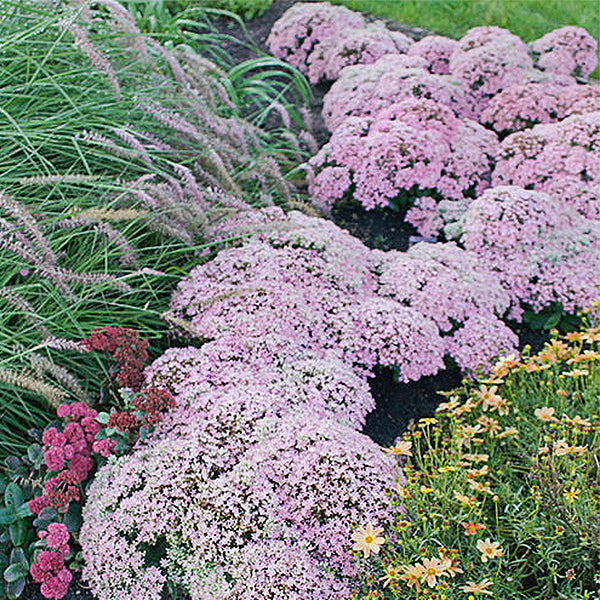 Rock 'N Round&trade; Pure Joy Sedum