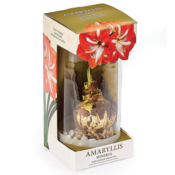 Amaryllis in a Glass Vase