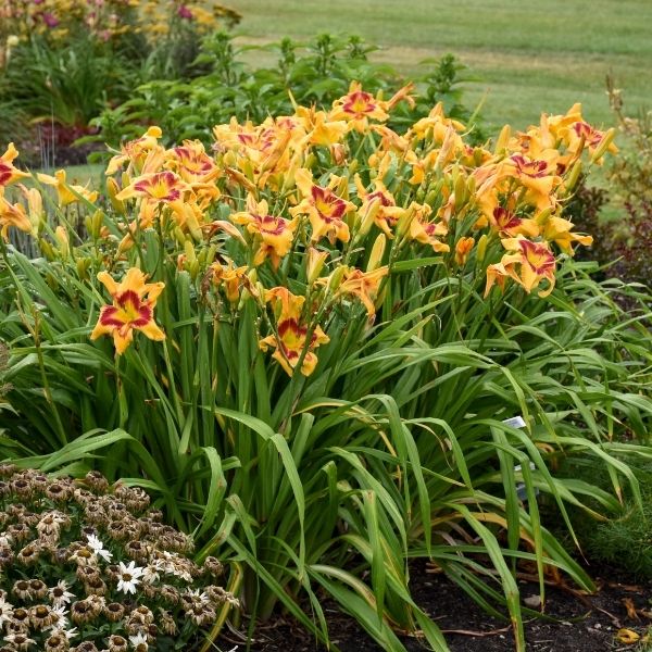 Rainbow Rhythm&reg; Tiger Swirl Daylily