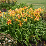 Rainbow Rhythm&reg; Tiger Swirl Daylily