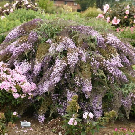 Lavender Cascade Butterfly Bush