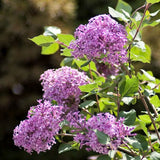 Bloomerang&reg; Lilac Tree